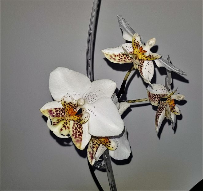  - Phalaenopsis 2