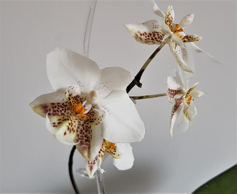  - Phalaenopsis 2