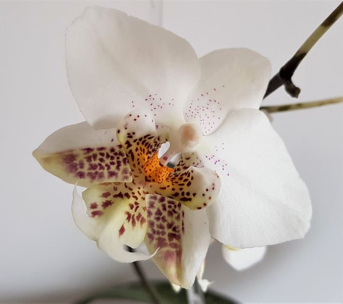  - Phalaenopsis 2