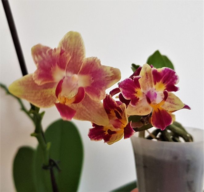 Bowdion și Sogo Gotris (pelorice) - Phalaenopsis 2