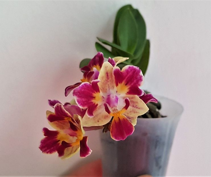 Sogo Gotris (peloric) - Phalaenopsis 2