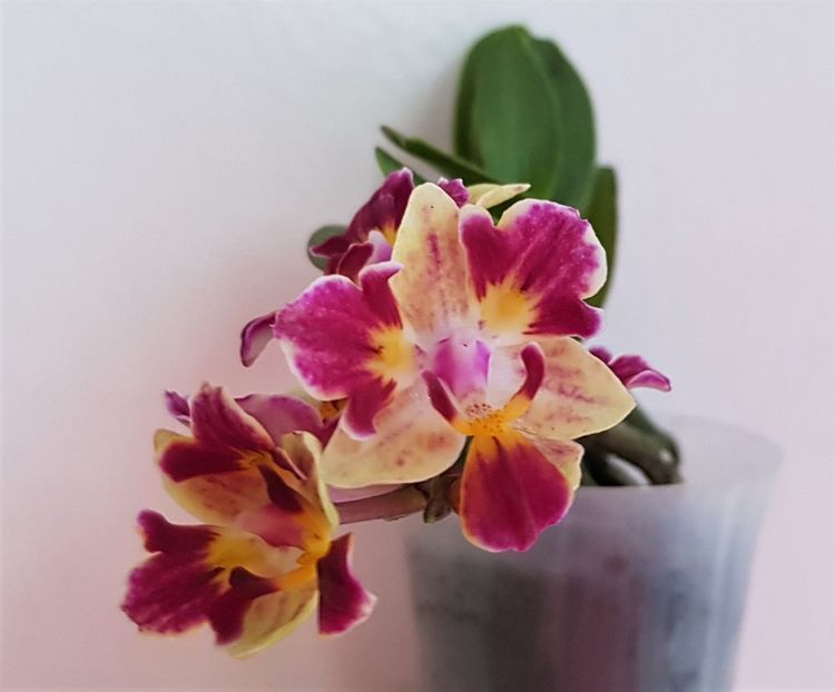  - Phalaenopsis 2