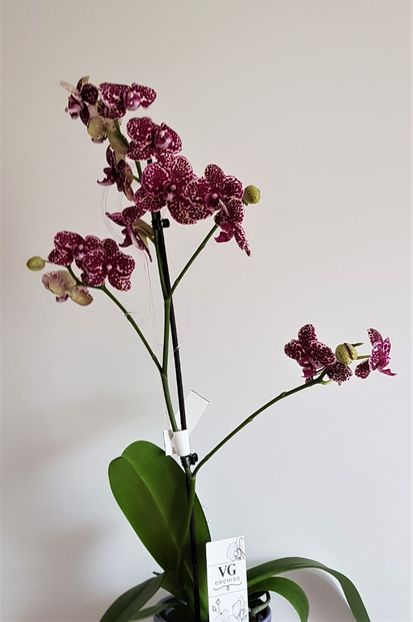  - Phalaenopsis 2