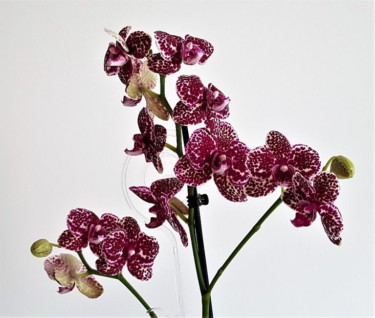 Lioulin Wild Cat - Phalaenopsis 2