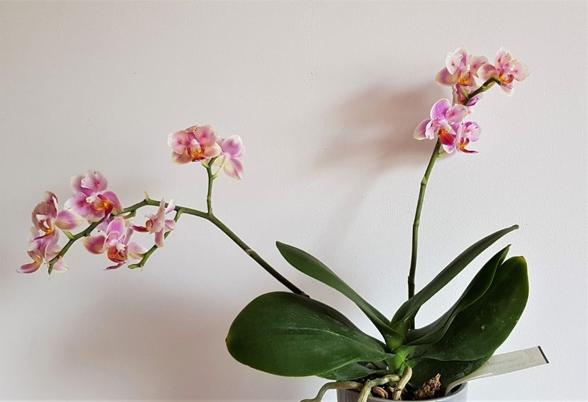 Jc Red Peacock (peloric) - Phalaenopsis 2