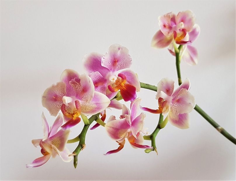  - Phalaenopsis 2