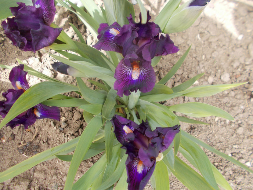 tinger purple-epuizat - IRISI PITICI DISPONIBILI-2023