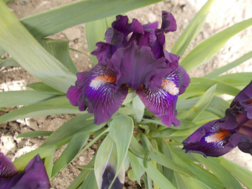 tiger purple - COLECTIA DE IRISI PITICI-2022