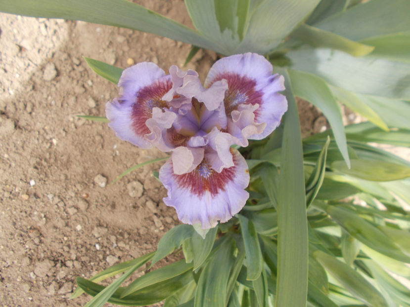 capiche - COLECTIA DE IRISI PITICI-2022