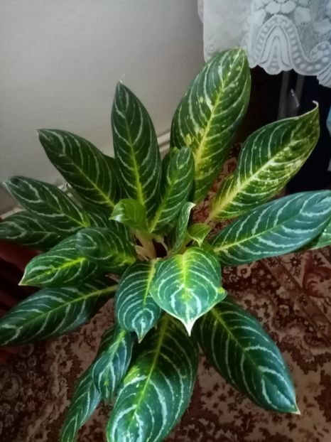 Aglaonema lime - Aprilie 2022