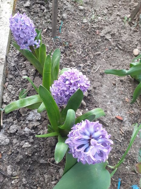  - 0 PLANTE PERENE SI ARBUSTI