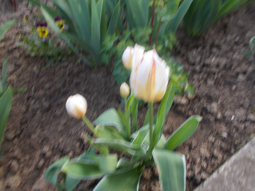  - FLORI DE PRIMAVARA-2021-2022