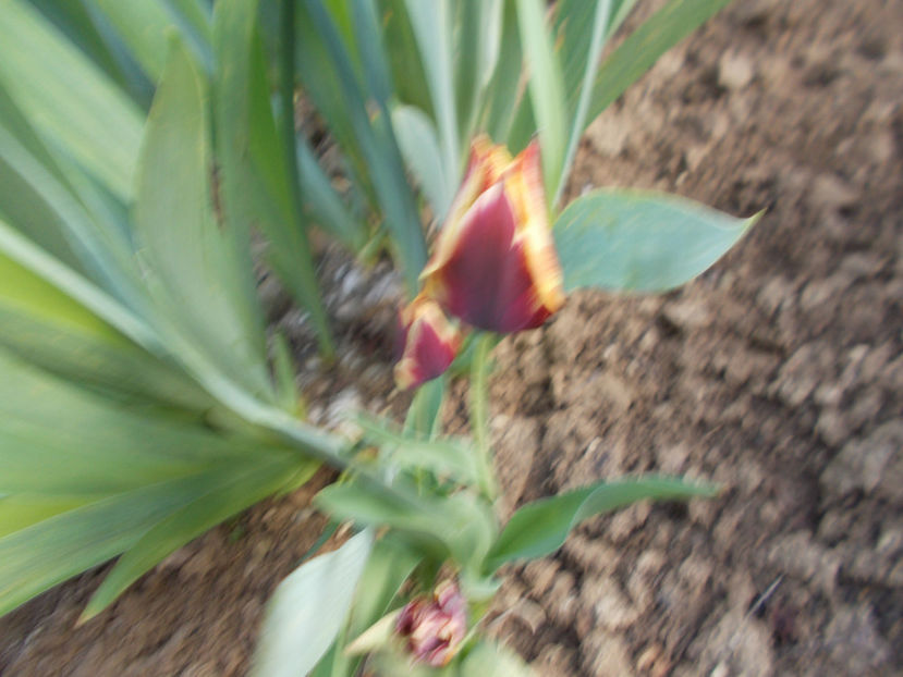  - FLORI DE PRIMAVARA-2021-2022