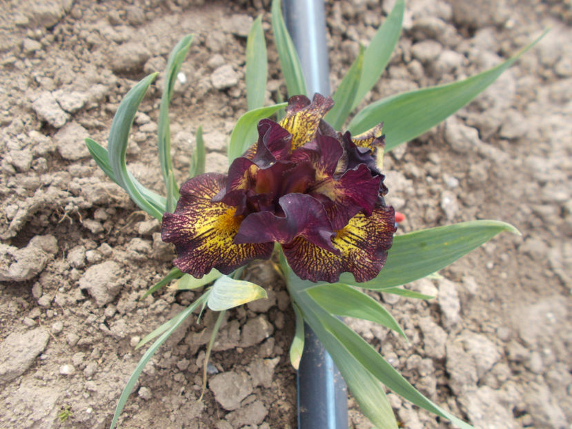  - FLORI DE PRIMAVARA-2021-2022