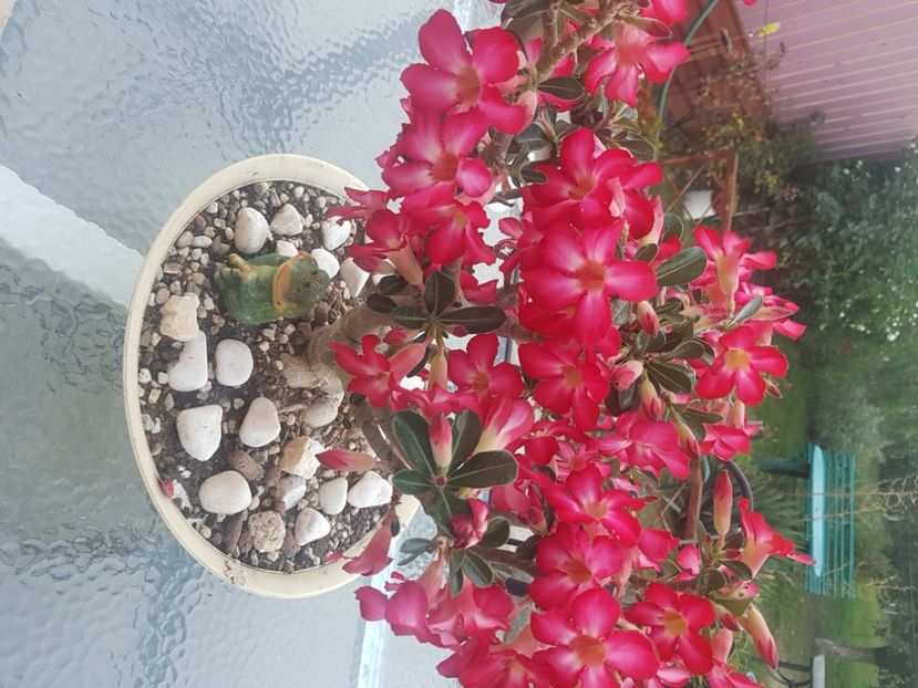  - Adenium Obesum-Desert Rose