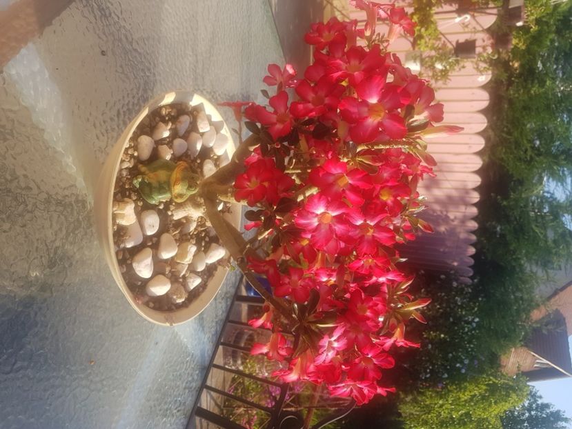  - Adenium Obesum-Desert Rose