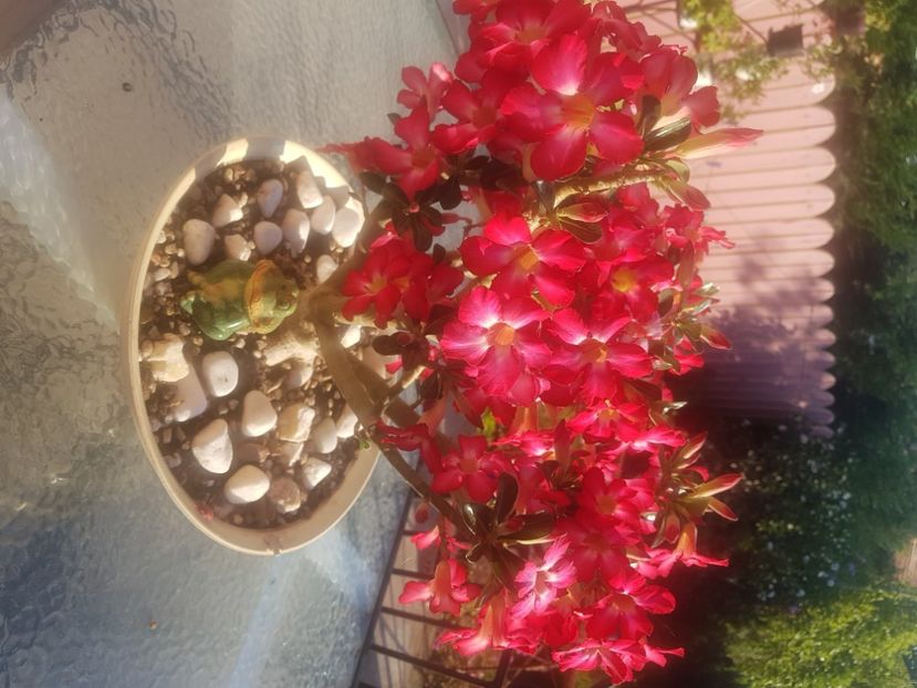  - Adenium Obesum-Desert Rose