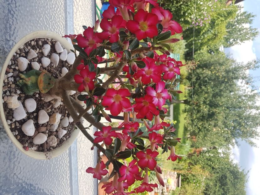  - Adenium Obesum-Desert Rose