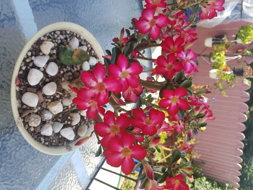  - Adenium Obesum-Desert Rose