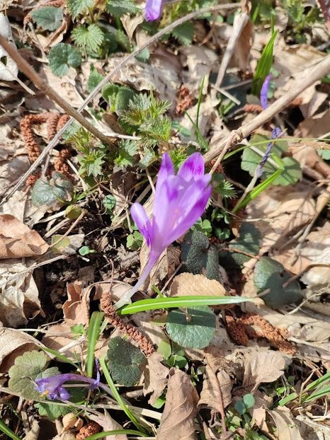  - 2022- excursie 9 aprilie