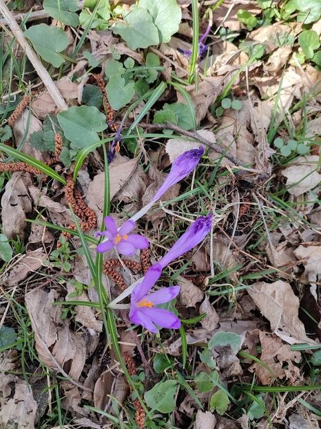  - 2022- excursie 9 aprilie