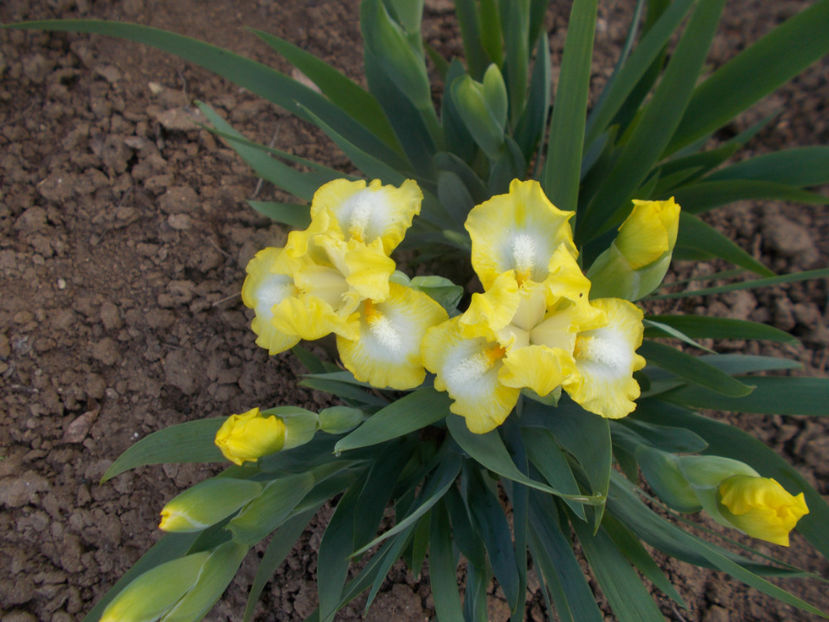 lemon freeze - IRISI PITICI DISPONIBILI-2023