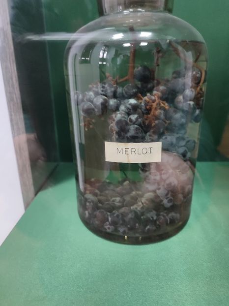  - 2022 - excursie 10 aprilie