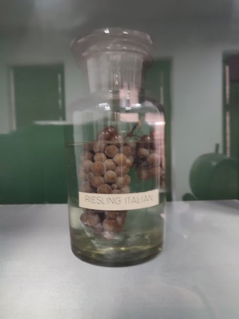  - 2022 - excursie 10 aprilie