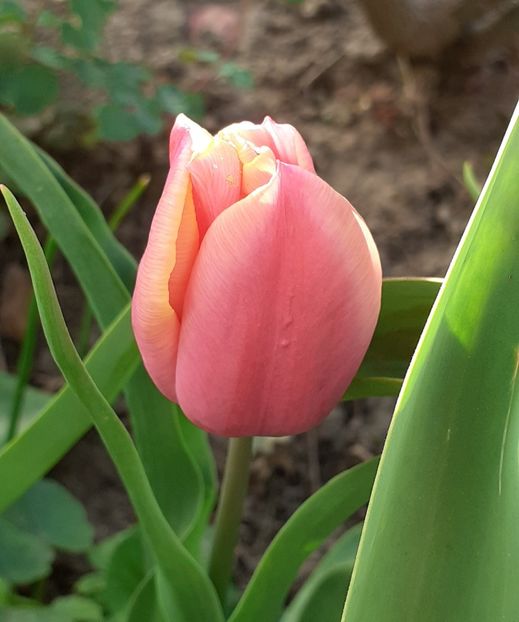 20220414_081619(0) - APRILIE