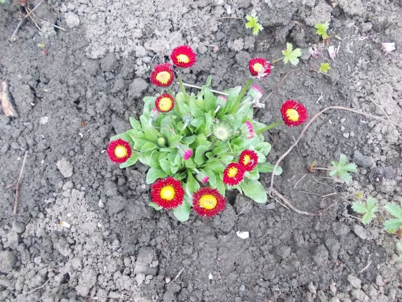  - LIVADA CU POMI SI GRADINA DE LEGUME