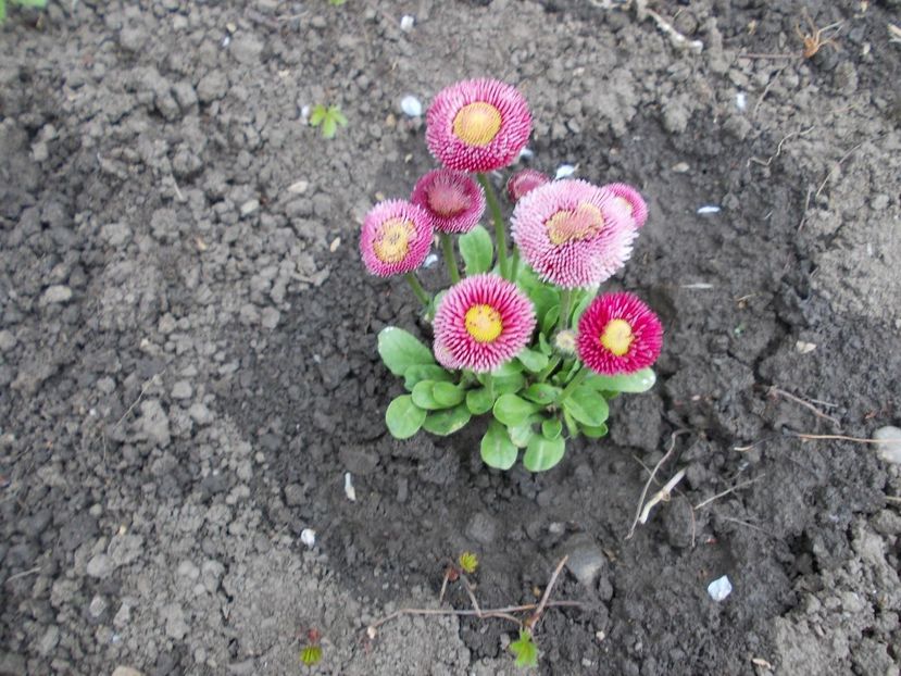  - LIVADA CU POMI SI GRADINA DE LEGUME