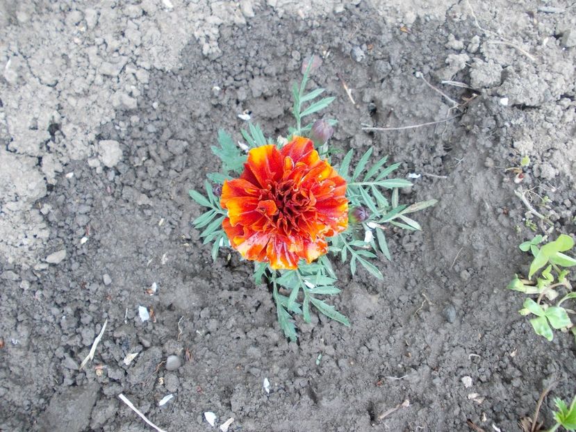  - LIVADA CU POMI SI GRADINA DE LEGUME