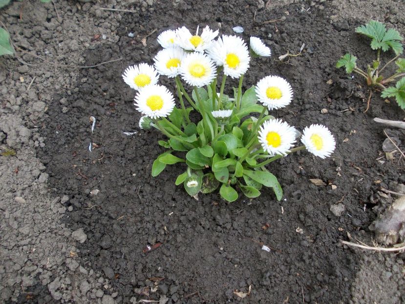  - LIVADA CU POMI SI GRADINA DE LEGUME