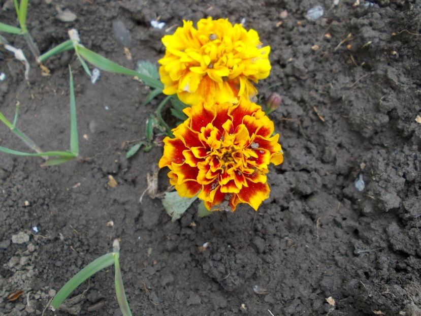  - LIVADA CU POMI SI GRADINA DE LEGUME