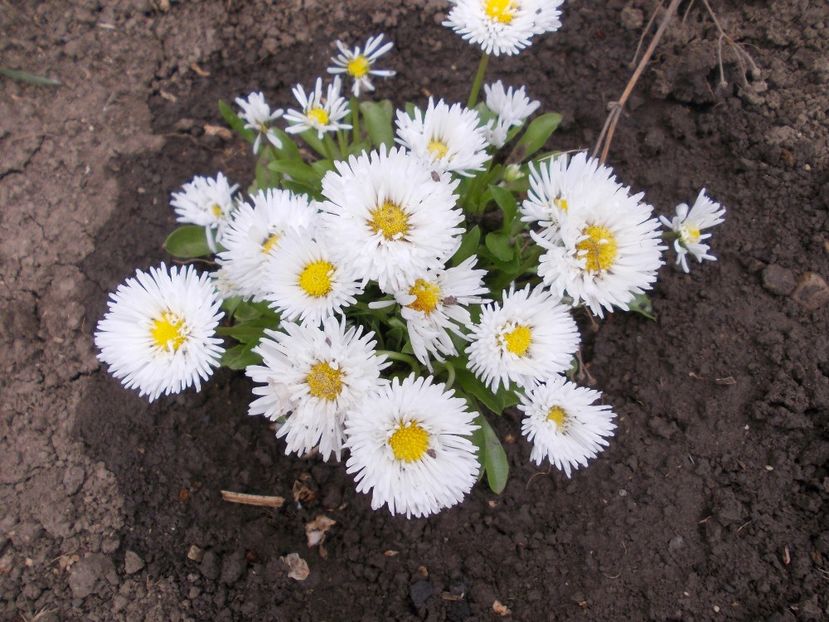  - LIVADA CU POMI SI GRADINA DE LEGUME