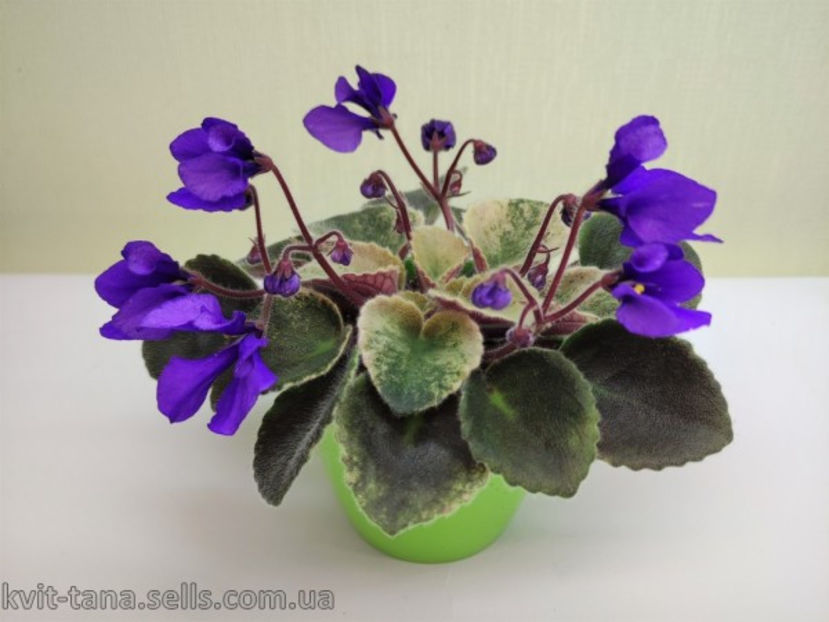 poza net - Vi Freedom