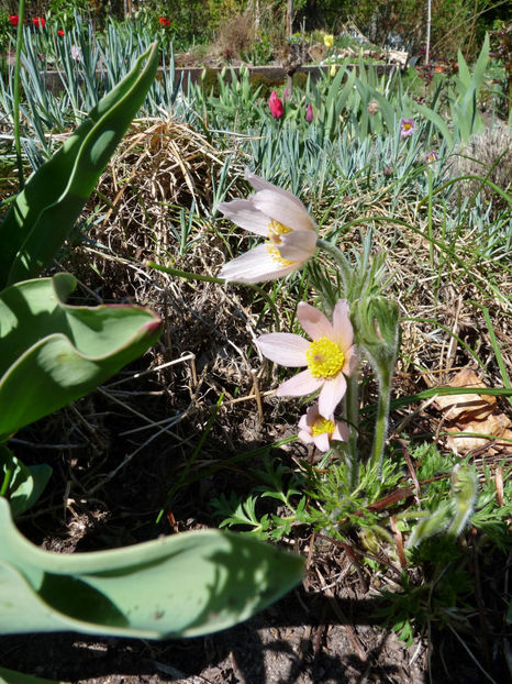  - 2022 - 01 - Primavara