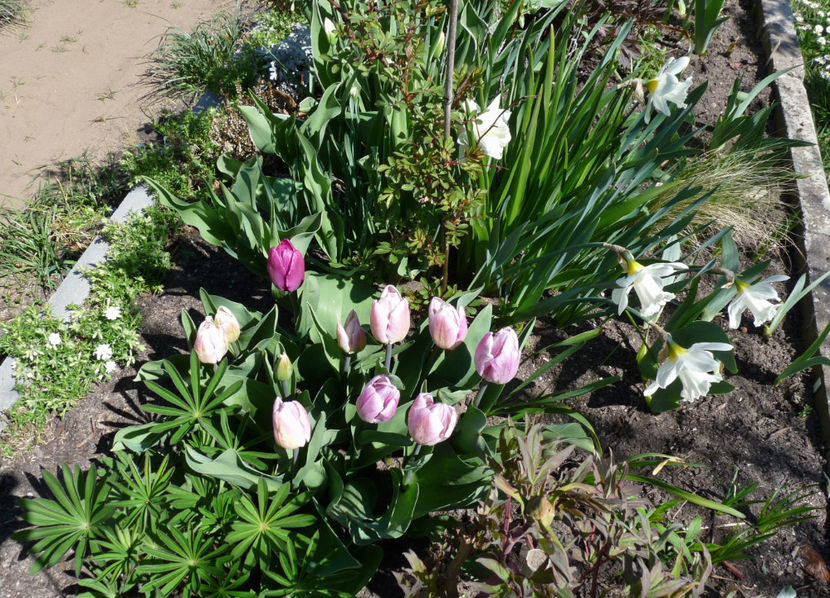  - 2022 - 01 - Primavara