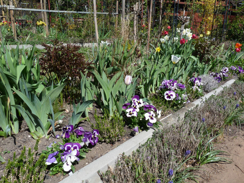  - 2022 - 01 - Primavara