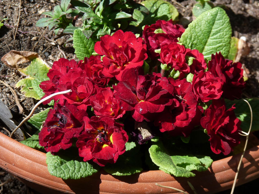  - 2022 - 01 - Primavara