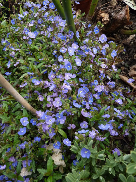  - 2022 - 01 - Primavara