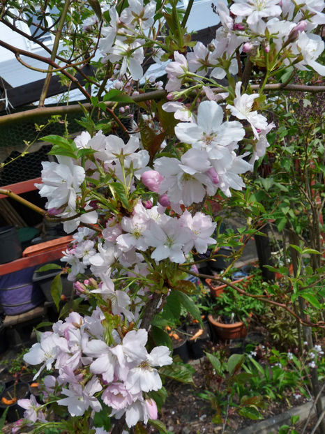  - 2022 - 01 - Primavara