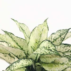 aglaonema-kiwi-30-cm-259209_360x (1) - Aglaonema- varietati