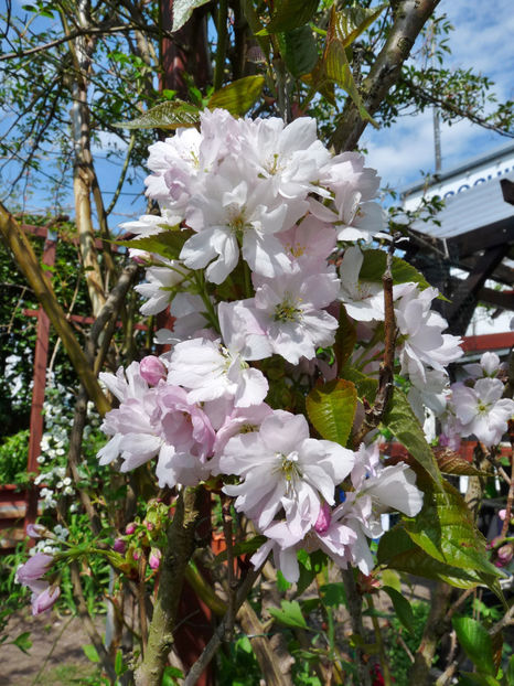  - 2022 - 01 - Primavara