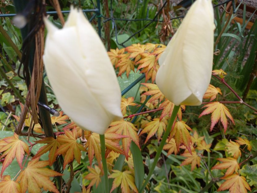 Purissima, lalele albe timpurii - Grădina 2022