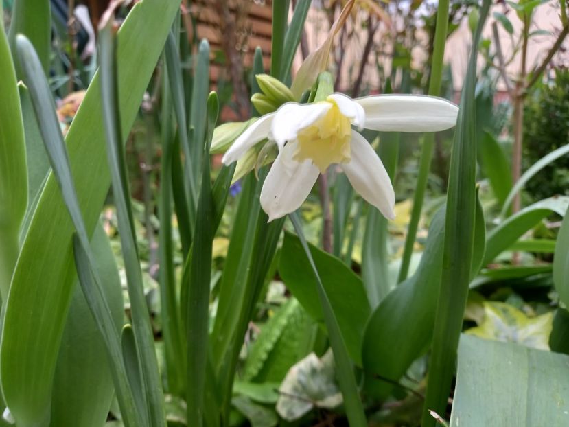 Thalia - Grădina 2022