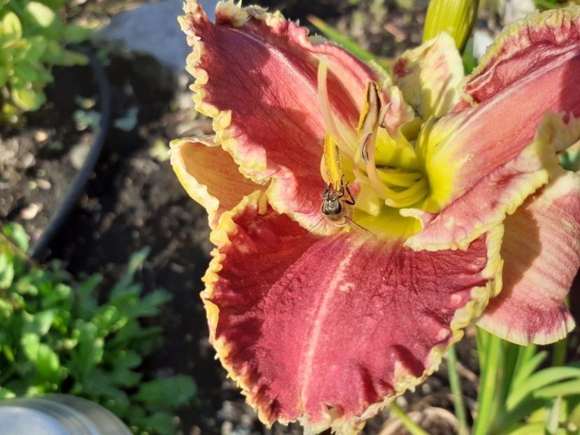 Cape Breton first bloom - Planta mama