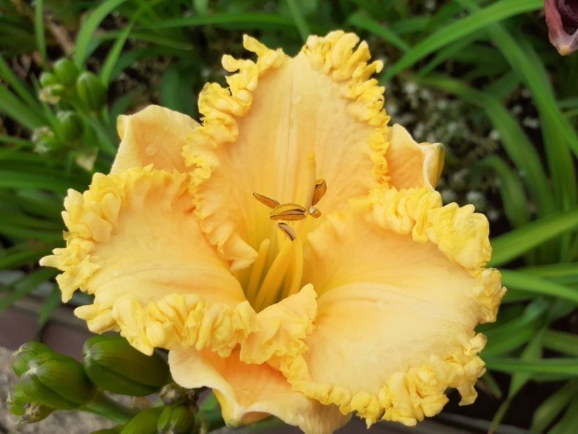 Ialatsara - Planta mama