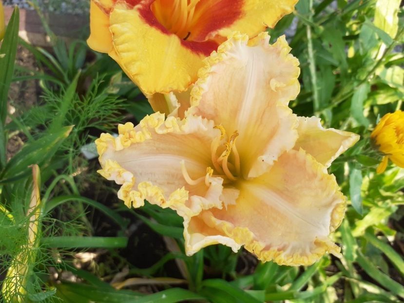 Rose Cup - Planta mama