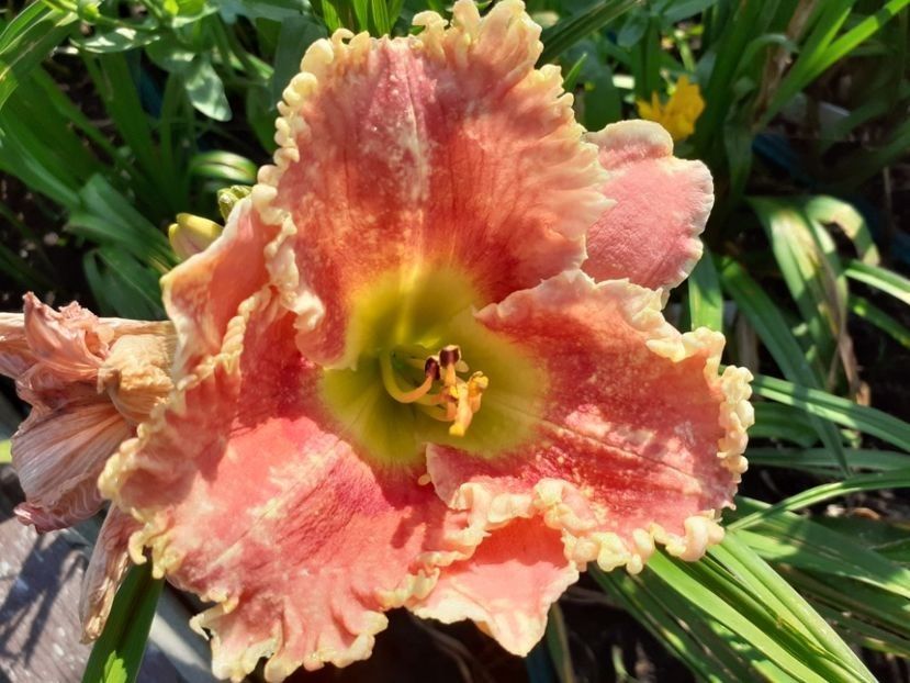 San Luis Regal - Planta mama